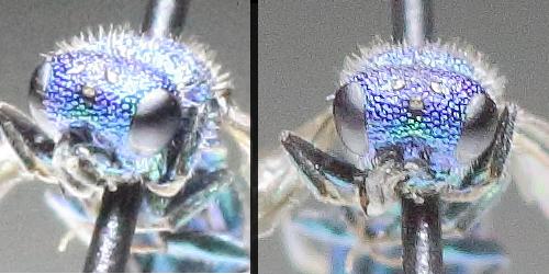 Trichrysis cyanea